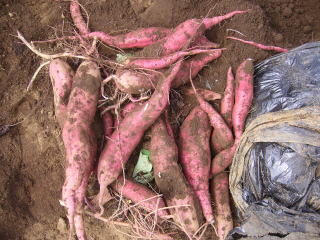 �̂����T�c�}�C��