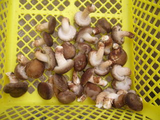 �̂����V�C�^�P